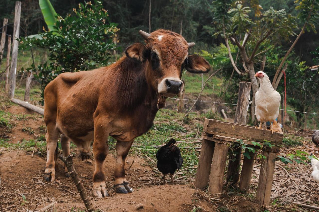 Hotel Fazenda Monteiro Conservatoria Luaran gambar